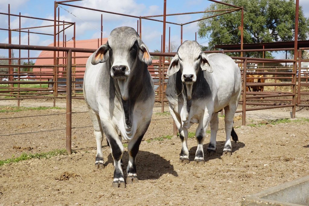 World Wide Livestock EXPRESS, Inc.