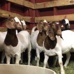 World Wide Livestock EXPRESS, Inc.