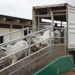 World Wide Livestock EXPRESS, Inc.