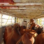 World Wide Livestock EXPRESS, Inc.